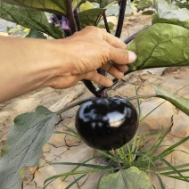 陕西渭南百亩蔬菜基地，批发松花，圆茄，螺丝椒，包菜！