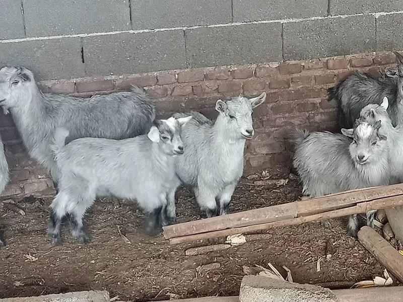 青山羊羊羔母羊种公羊养殖受孕母羊种羊活羊山羊狗羊