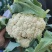 精品有机松花菜大量上市，产地直销，量大欢迎全国各老板