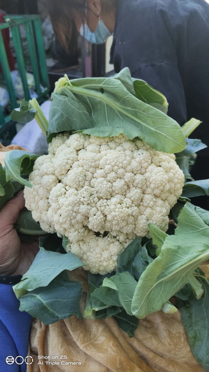 精品有机松花菜大量上市，产地直销，量大欢迎全国各老板