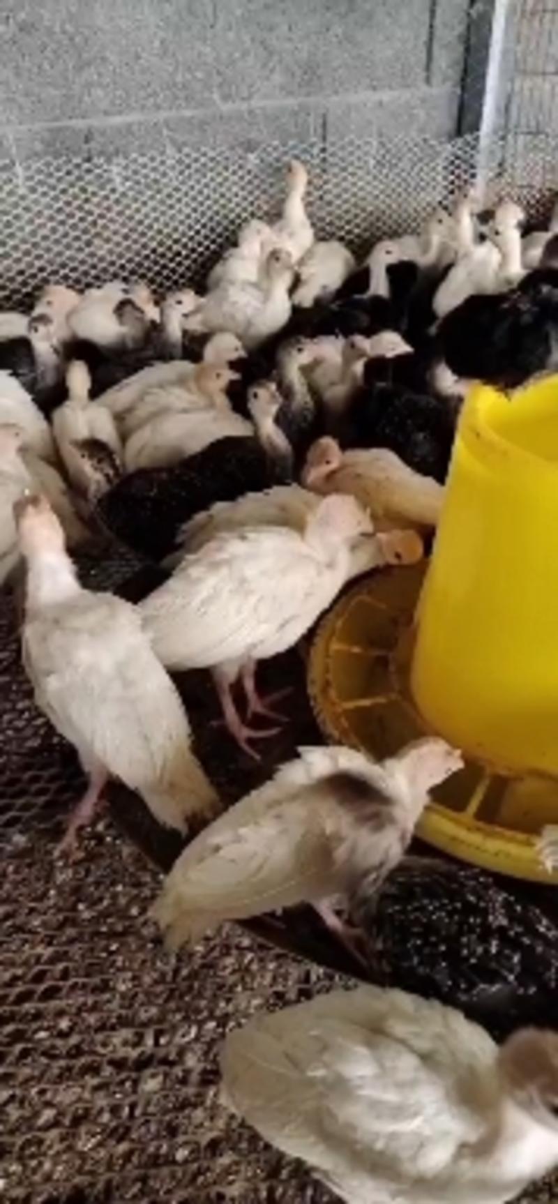 火鸡养殖场现货供应脱温火鸡苗成年火鸡价格