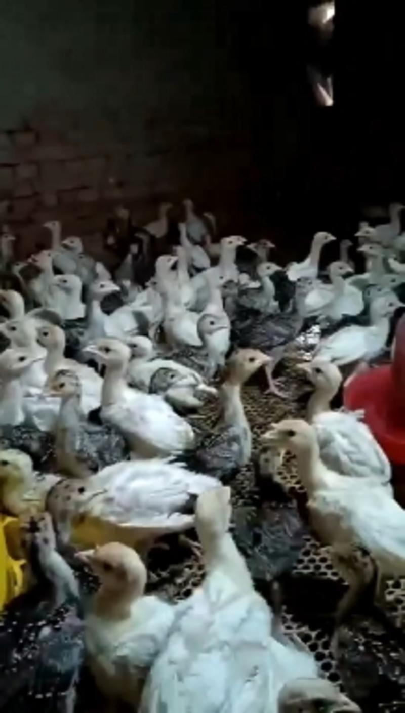 火鸡养殖场现货供应脱温火鸡苗成年火鸡价格