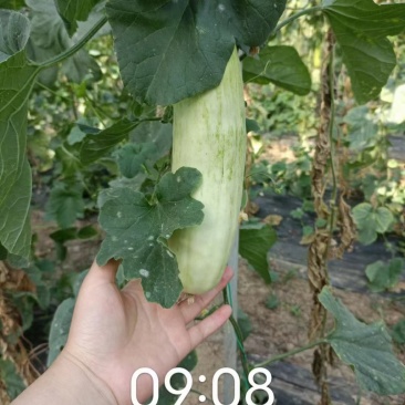 大量代收香瓜，甜瓜，圣女果，黄瓜，欢迎全国客商前来咨询