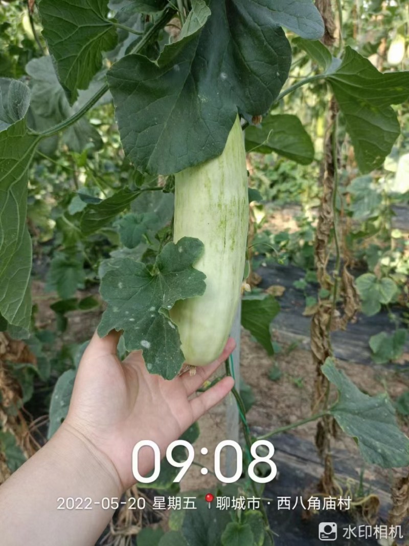 大量代收香瓜，甜瓜，圣女果，黄瓜，欢迎全国客商前来咨询