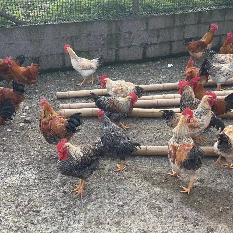 土鸡