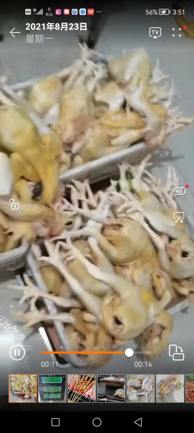 土鸡