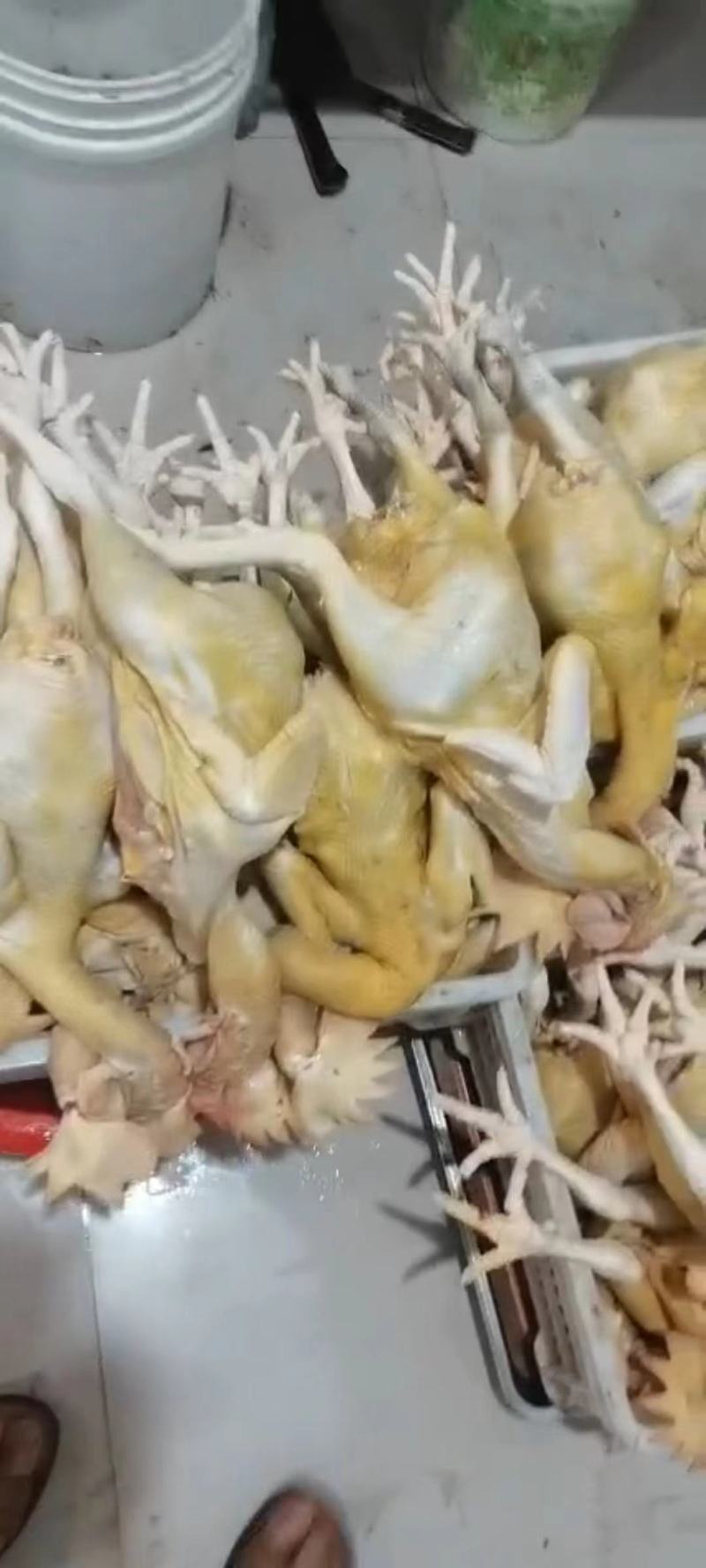 土鸡