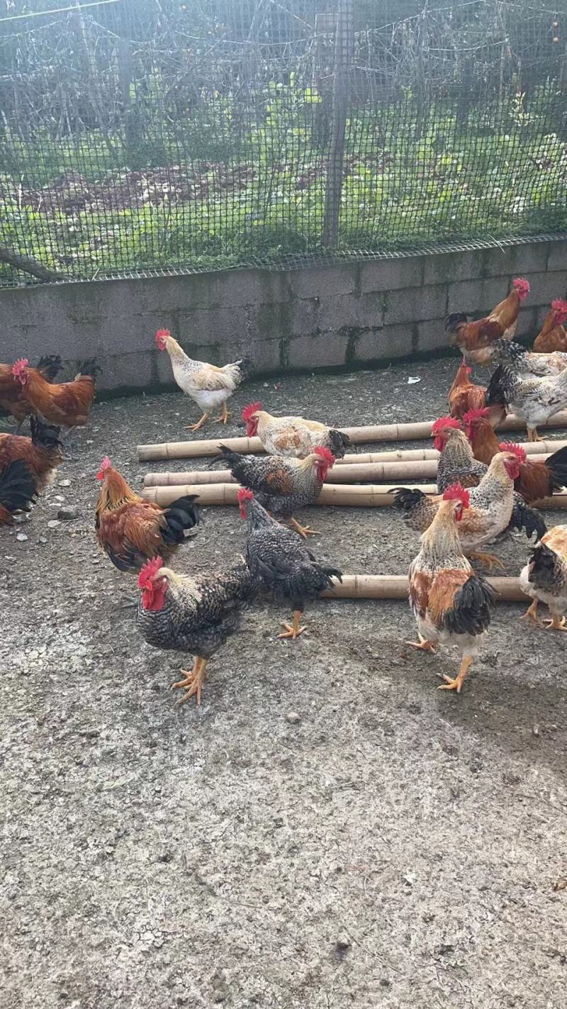 土鸡