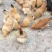 土鸡