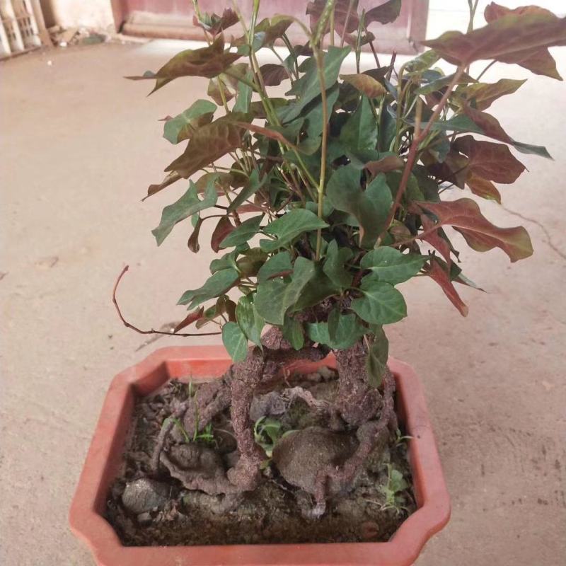 何首乌盆栽植物保护