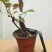 何首乌盆栽植物保护