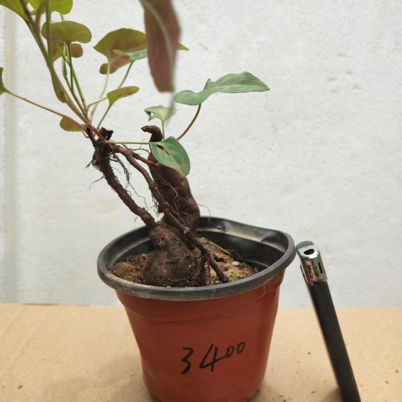 何首乌盆栽植物保护
