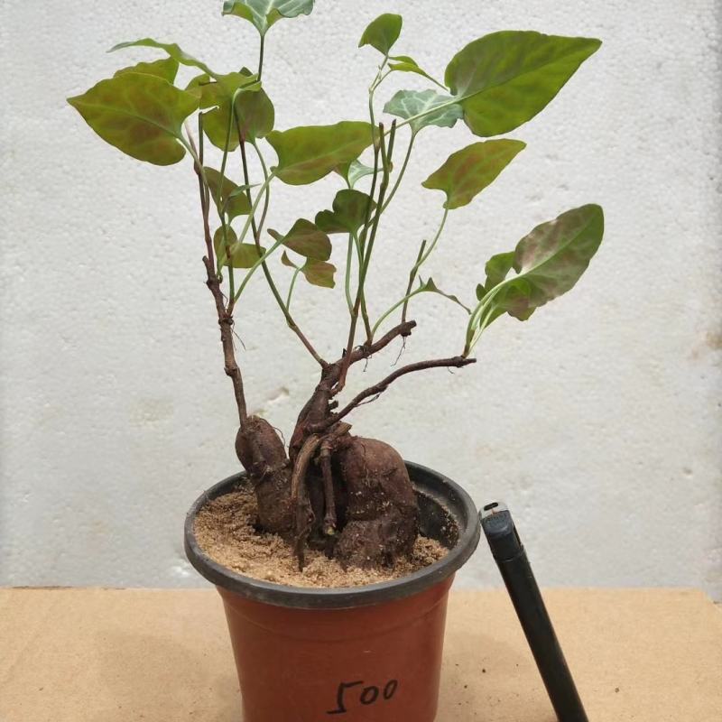 何首乌盆栽植物保护