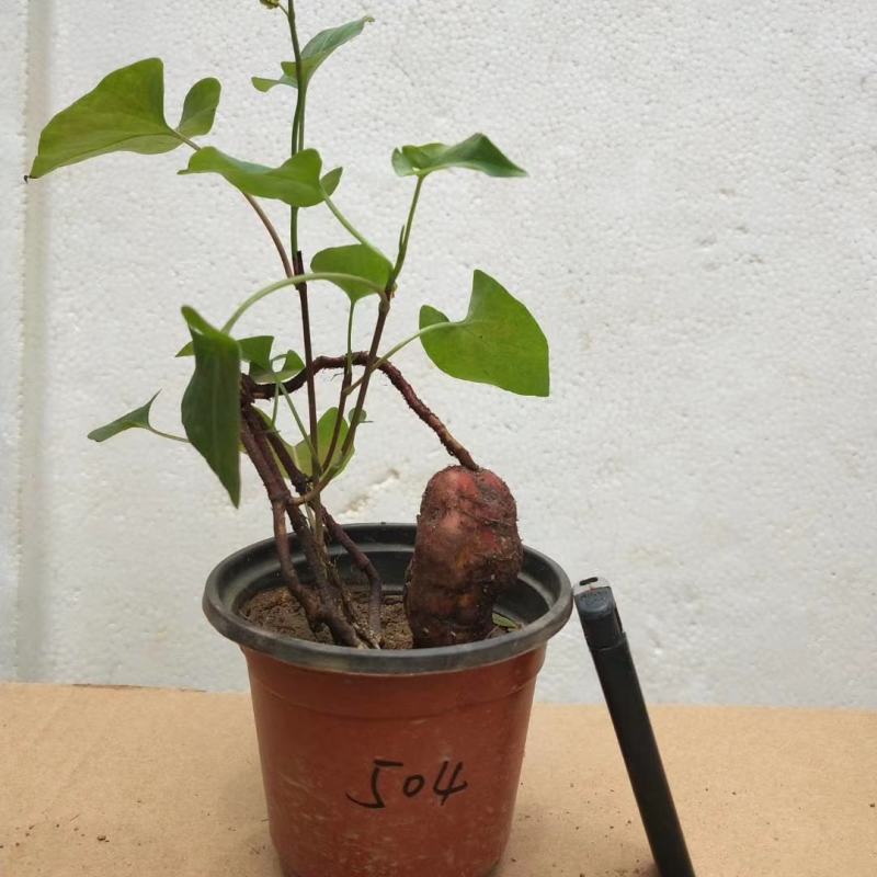 何首乌盆栽植物保护