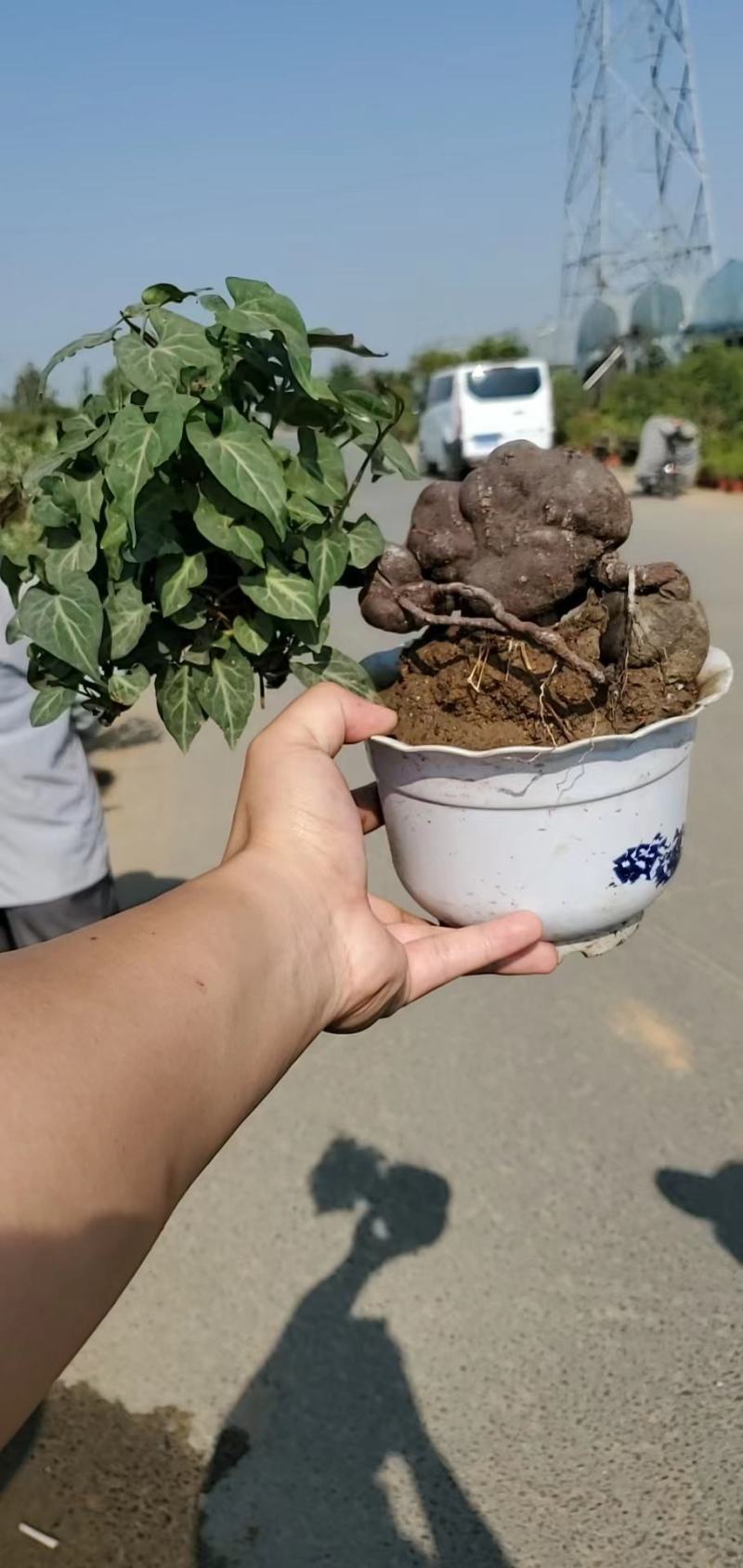 何首乌盆栽植物保护