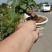 何首乌盆栽植物保护