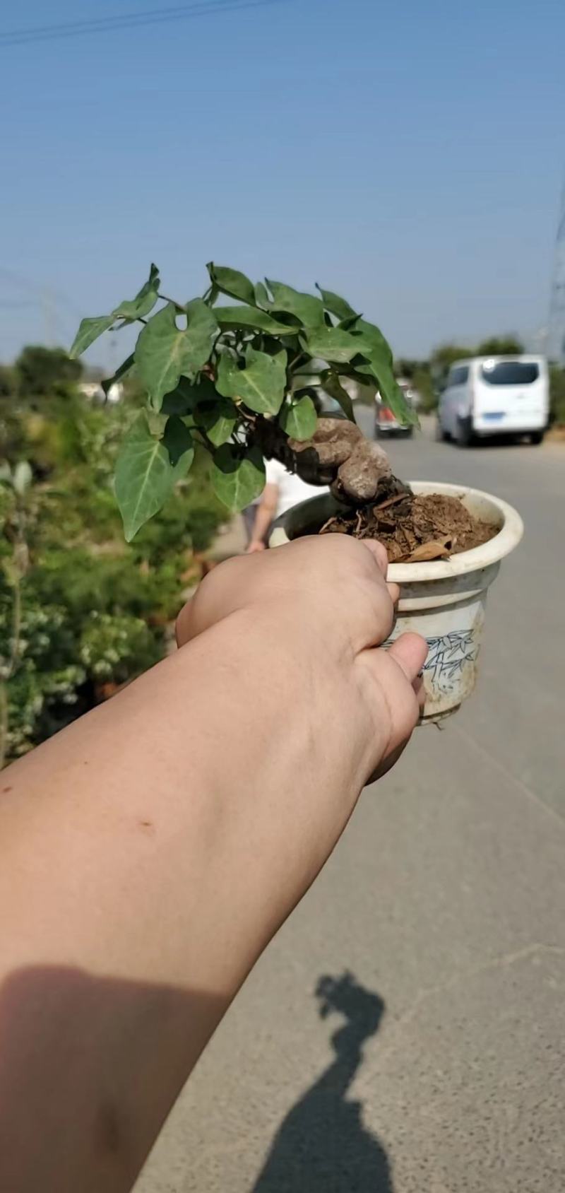 何首乌盆栽植物保护