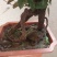 何首乌盆栽植物保护