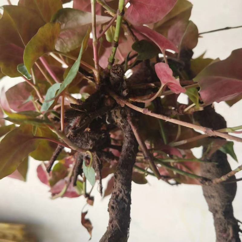 何首乌盆栽植物保护