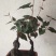 何首乌盆栽植物保护