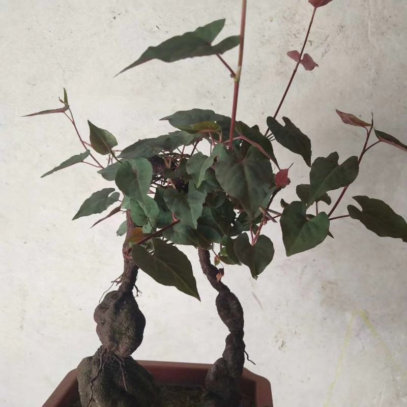 何首乌盆栽植物保护