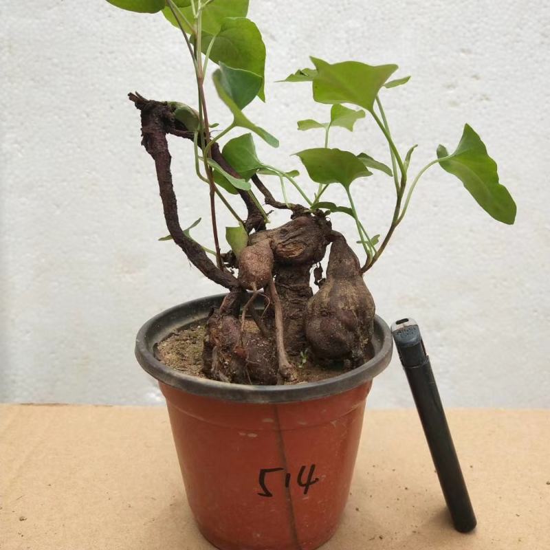 何首乌盆栽植物保护
