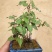 何首乌盆栽植物保护