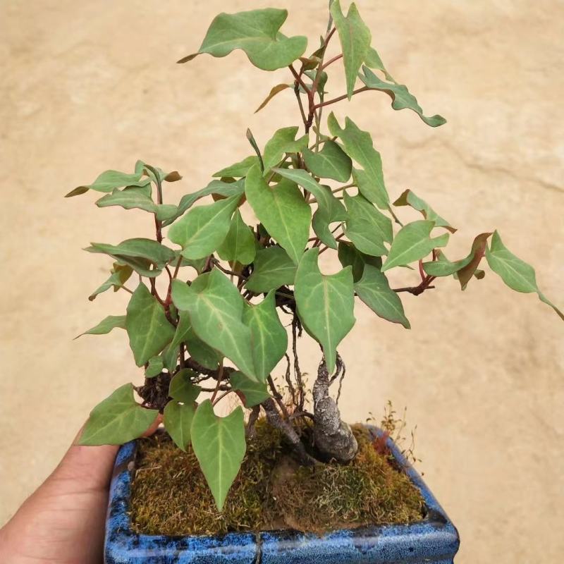 何首乌盆栽植物保护