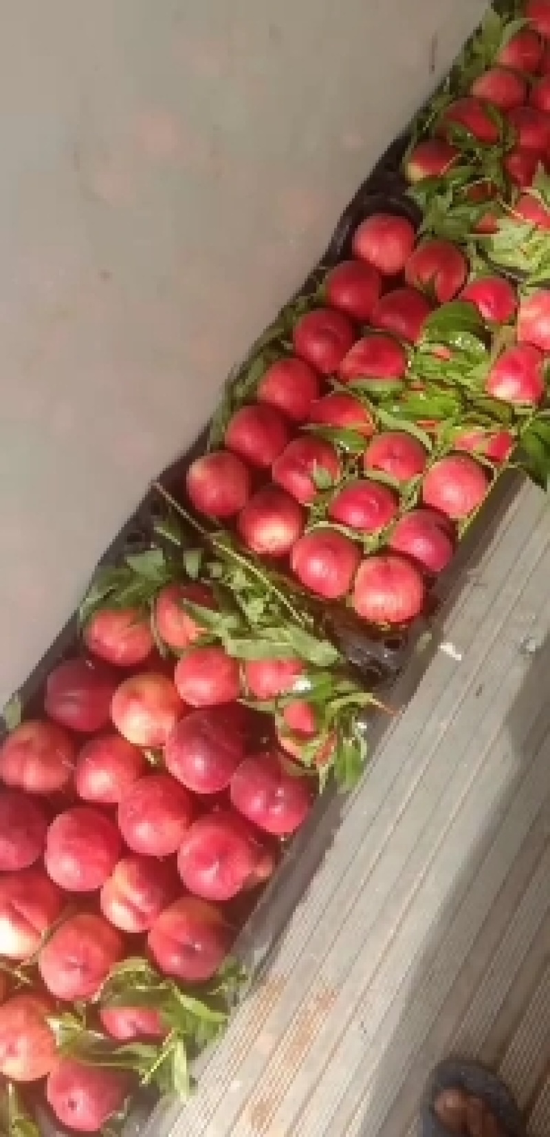 春密毛桃