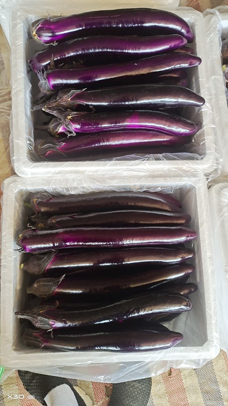 《精品推荐》山东长茄/紫色长茄/质量三包/供应电商，市场