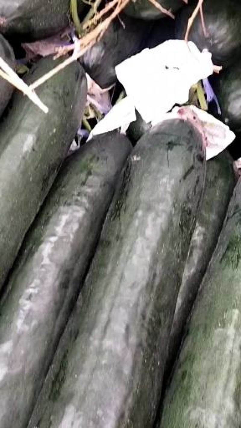 黑皮冬瓜