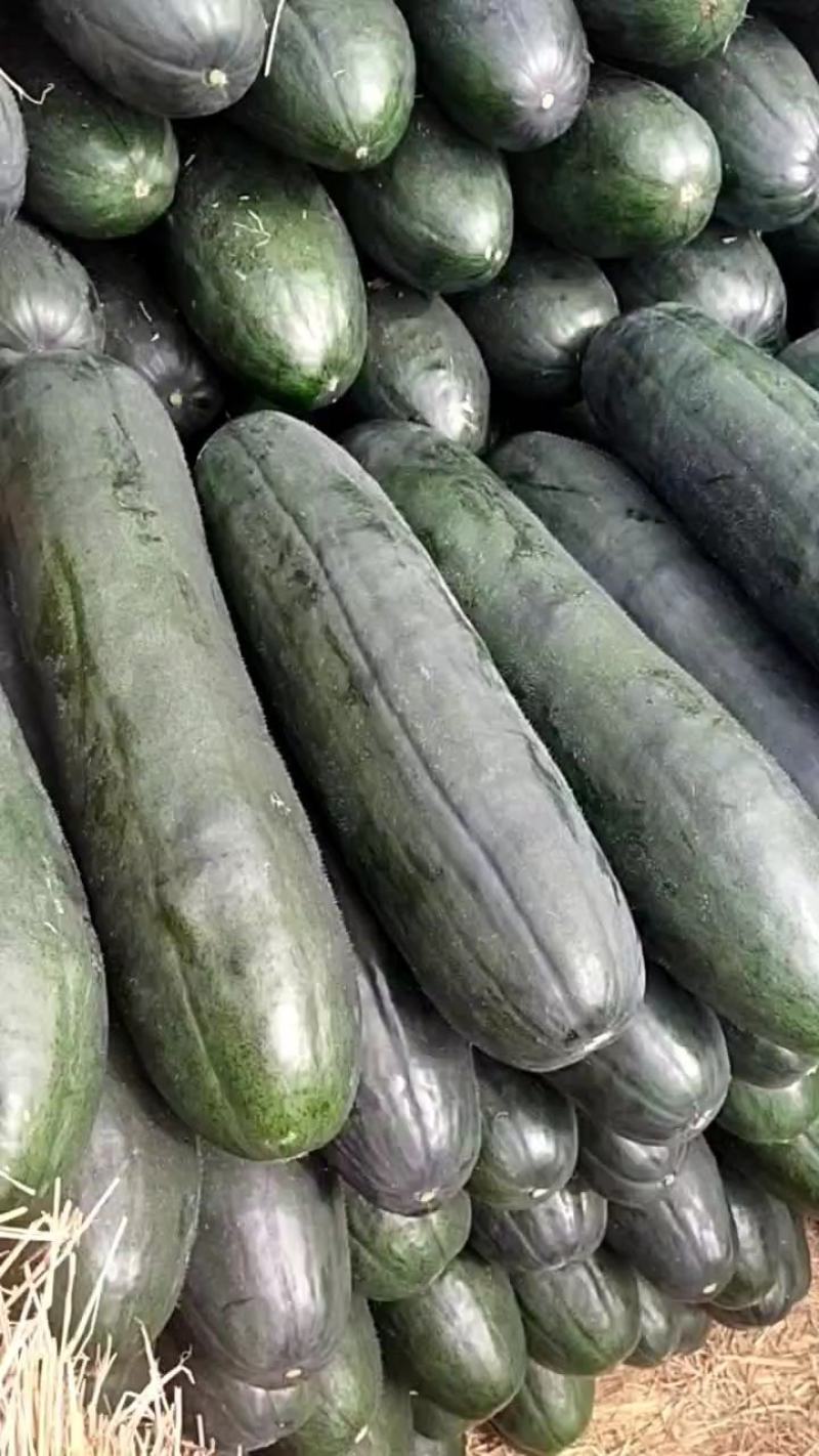 黑皮冬瓜