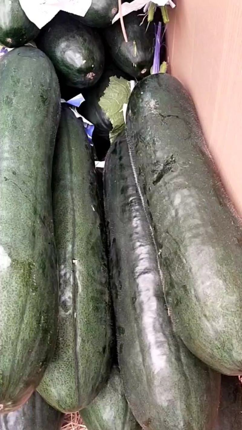 黑皮冬瓜