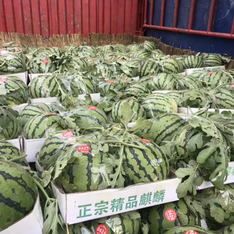 【包熟包甜】西瓜安徽正宗8424皮薄多汁全国发货