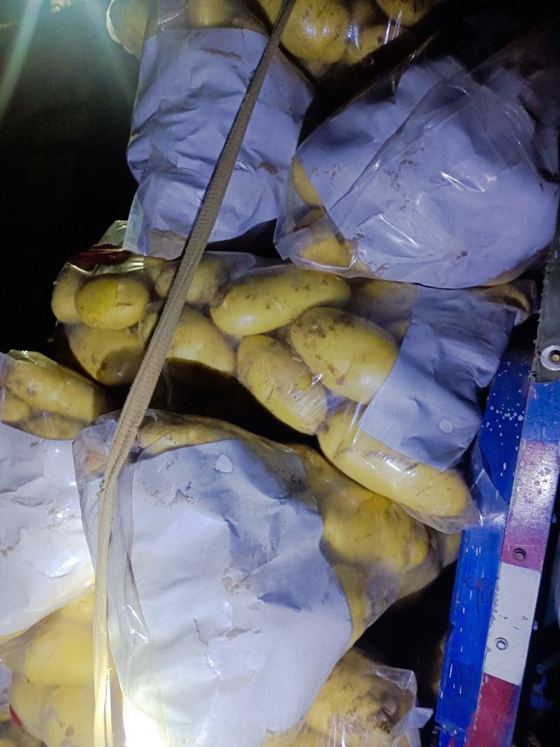 滕州新土豆供应