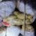 滕州新土豆供应