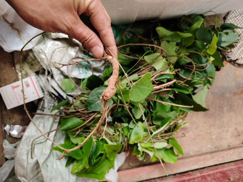 千金藤苗！小苗！种植用！