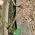 千金藤苗！小苗！种植用！