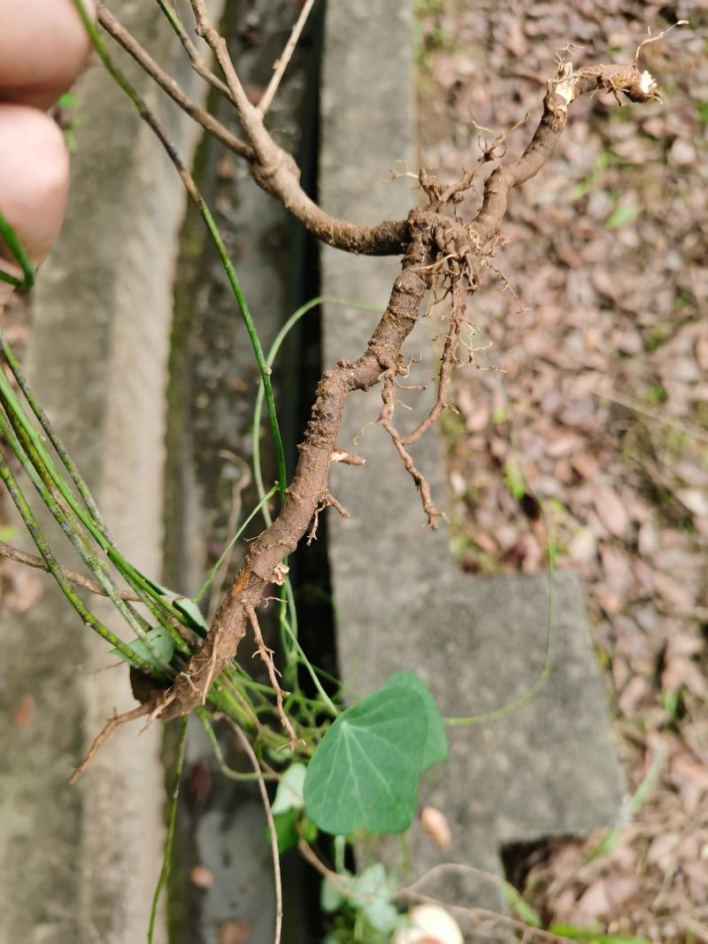 千金藤苗！小苗！种植用！