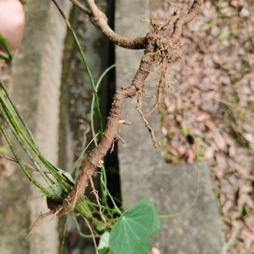千金藤苗！小苗！种植用！