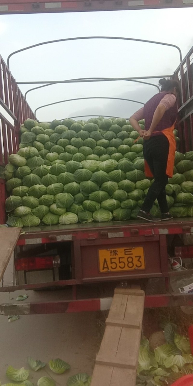 莲花白，精品好货，货源充足