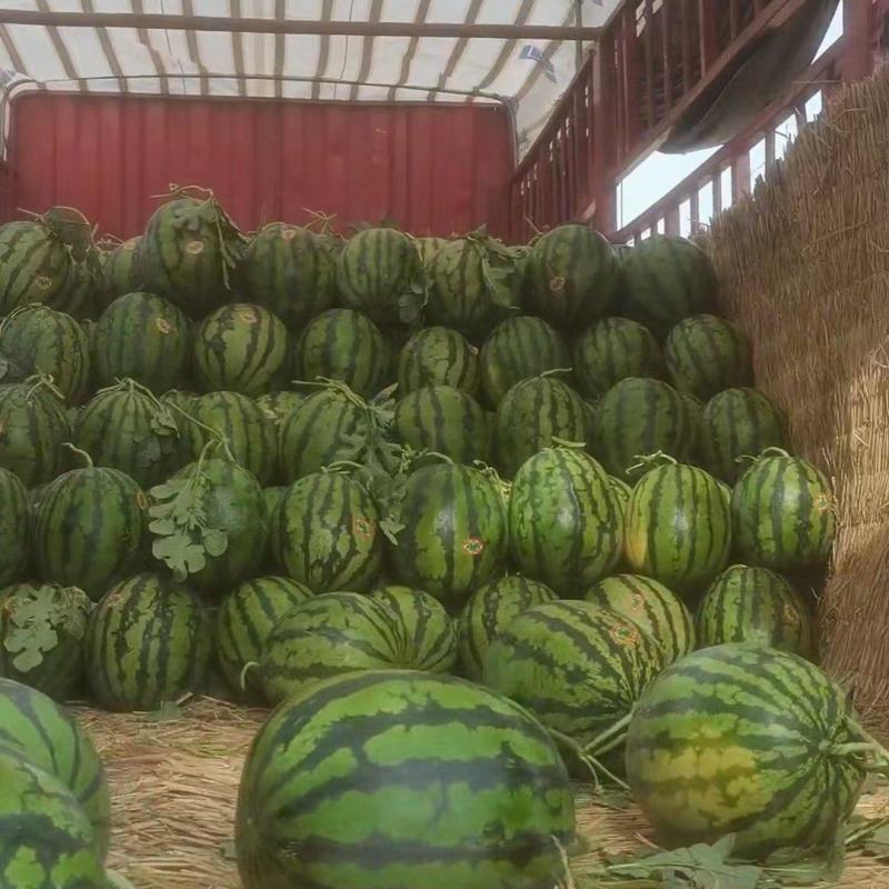 甜王西瓜大量上市啦欢迎老板咨询选购量大优惠