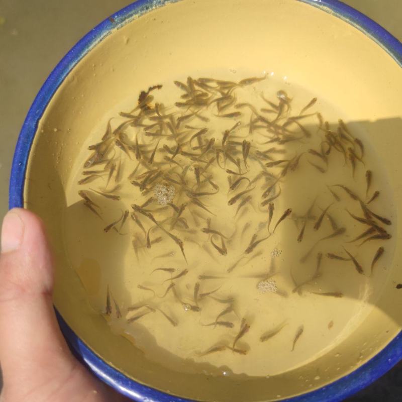 郑州鱼苗白鲢苗