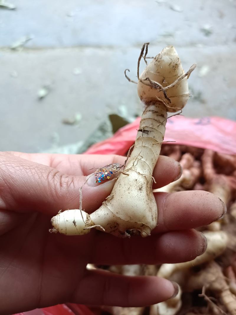 黄精一一一野生多花鸡头黄精零售批发可作种可煮汤营养你我他