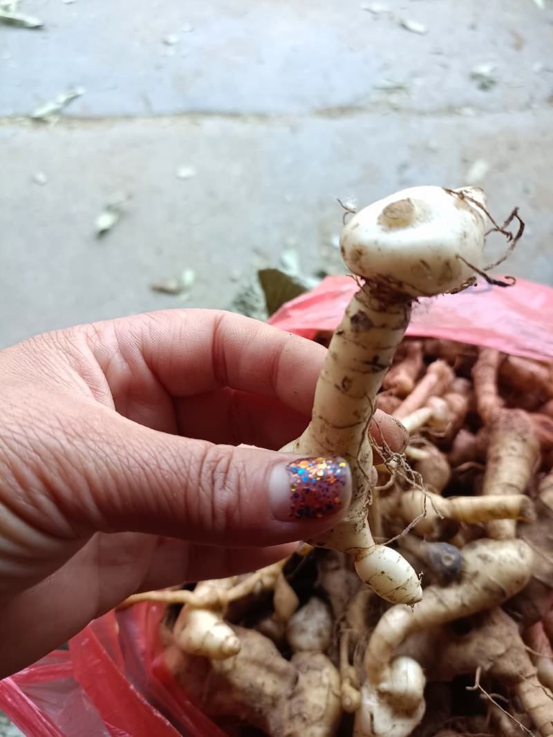 黄精一一一野生多花鸡头黄精零售批发可作种可煮汤营养你我他