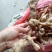 黄精一一一野生多花鸡头黄精零售批发可作种可煮汤营养你我他