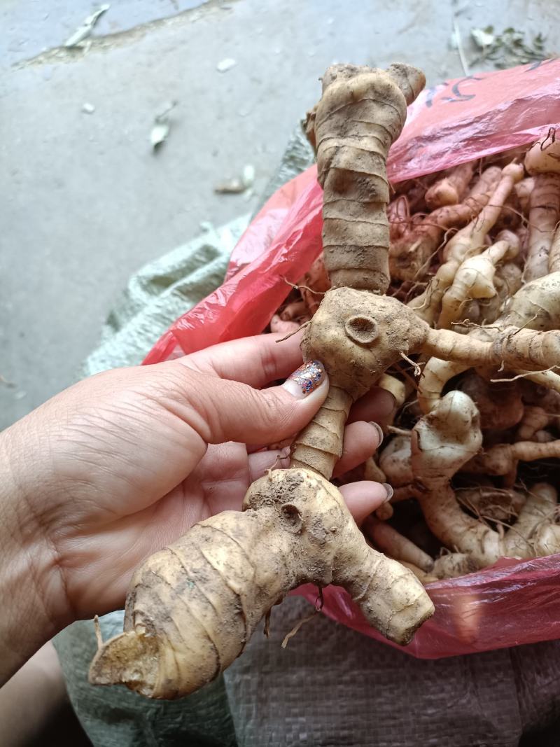 黄精一一一野生多花鸡头黄精零售批发可作种可煮汤营养你我他