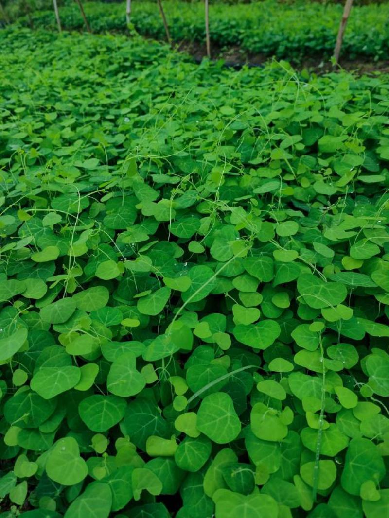 防己苗江西道地药材家种驯化易成活保证成活率视频看货