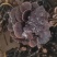 灵芝