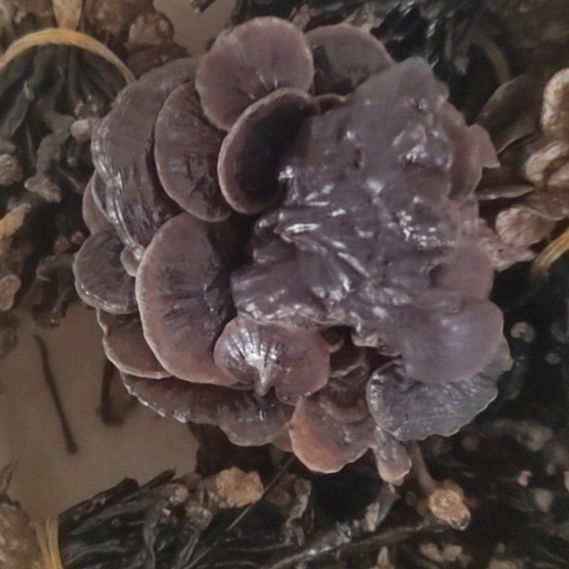 灵芝
